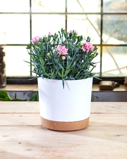 Large Indoor Succulent Planter - Circular Plastic Pot with Tray