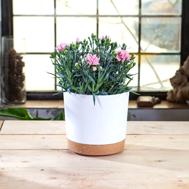 Large Indoor Succulent Planter - Circular Plastic Pot with Tray