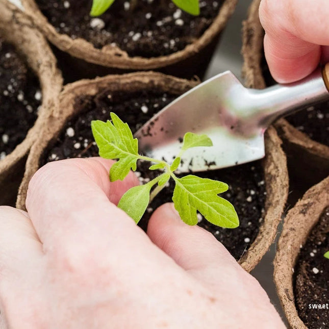 10/20PCS Biodegradable Nursery Seedling Cups - Ideal for Germination