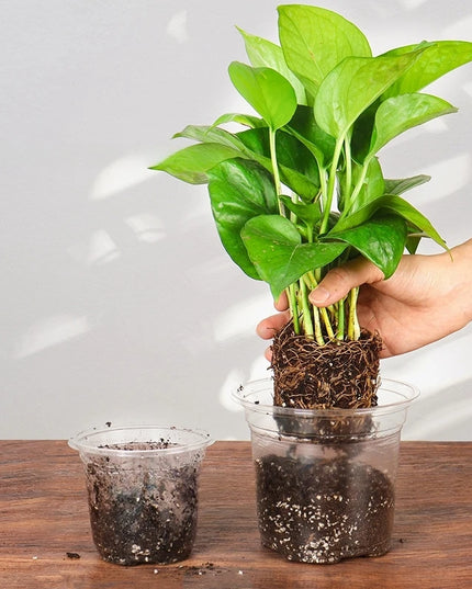 Transparent Flowerpot Nursery Pots - Thickened Plastic Planters, Drainage Hole