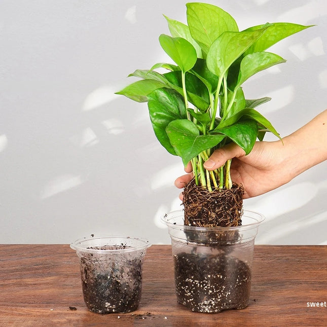Transparent Flowerpot Nursery Pots - Thickened Plastic Planters, Drainage Hole