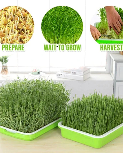 Hydroponic Bean Sprout Germination Tray with Lid - Plastic Seedling Pot