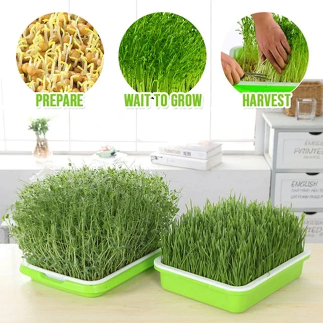 Hydroponic Bean Sprout Germination Tray with Lid - Plastic Seedling Pot