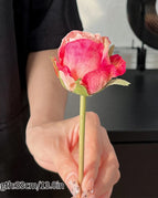 C-Pink
