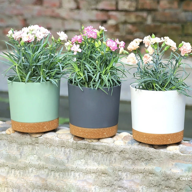 Large Indoor Succulent Planter - Circular Plastic Pot with Tray